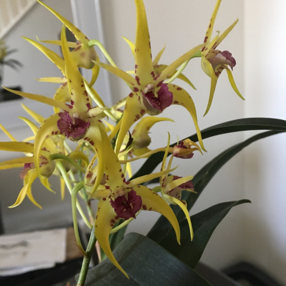 🌼 Rare Australian Dendrobium Orchid ( Only 1 offered this year)_ Collection #3. - Picture 8 of 13